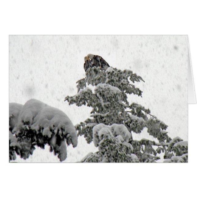 Eagles Cuddling im Schnee (Vorderseite (Horizontal))