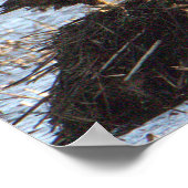 Eagles Foto Poster (Ecke)