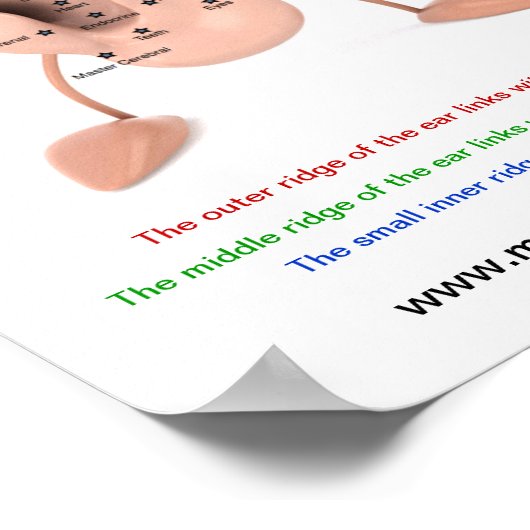 Ear Chart Poster (Ecke)