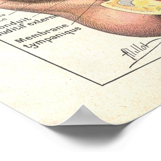 Ear & Eye Anatomy Poster auf Französisch (Ecke)