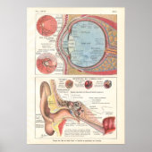 Ear & Eye Anatomy Poster auf Französisch (Vorne)