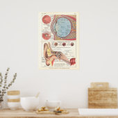 Ear & Eye Anatomy Poster auf Französisch (Küche)