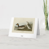 Eared Grebe (Schwarzhalskraut) - Audubon Karte (Rückseite)