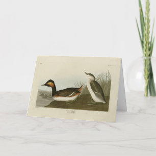 Eared Grebe (Schwarzhalskraut) - Audubon Karte