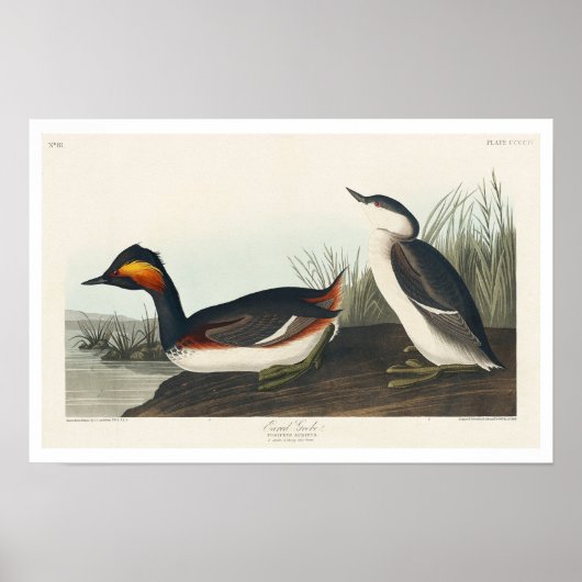 Eared Grebe von Audubon Poster (Vorne)