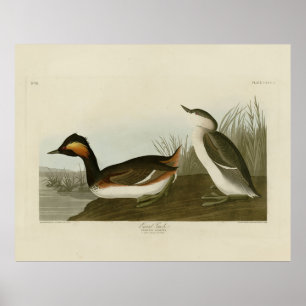 Eared Grebe von Audubons Vögeln Amerikas Poster