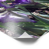 Earl of Essex Irises Fotodruck (Ecke)