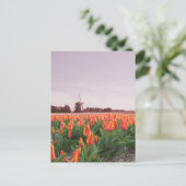 Early Morning Tulip Field & Windmill Holland Postkarte (Stehend Vorderseite)