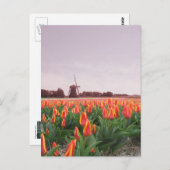 Early Morning Tulip Field & Windmill Holland Postkarte (Vorne/Hinten)