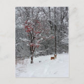 Early Snow Postkarte (Vorderseite)