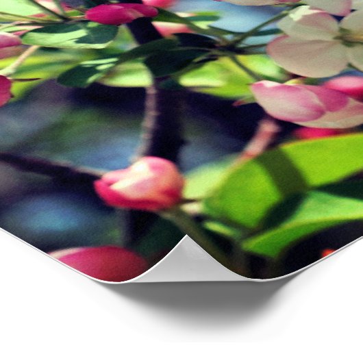 Early Spring Crabapple 3 Close Up Poster (Ecke)