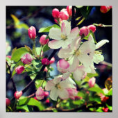 Early Spring Crabapple 3 Close Up Poster (Vorne)