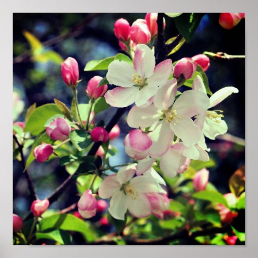 Early Spring Crabapple 3 Close Up Poster (Vorne)