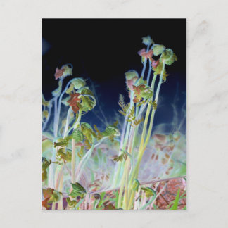 "Early Spring" digital veränderte Fiddlehead Ferns Postkarte