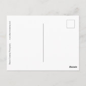 "Early Spring" digital veränderte Fiddlehead Ferns Postkarte (Rückseite)