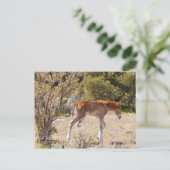 Early Strides Postkarte (Stehend Vorderseite)