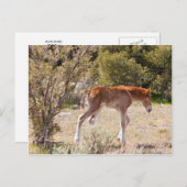 Early Strides Postkarte (Vorne/Hinten)