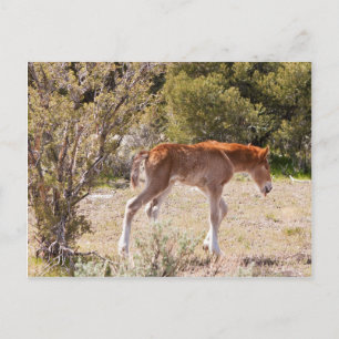 Early Strides Postkarte