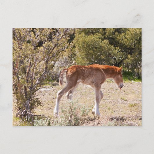 Early Strides Postkarte (Vorderseite)