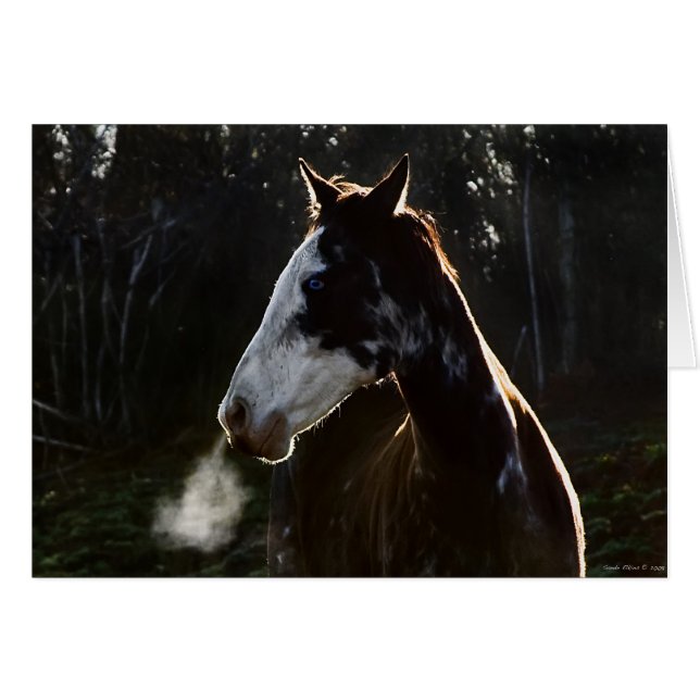 EarlyMornBlues (Vorderseite (Horizontal))