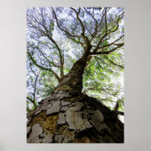 Earpod Tree Poster (Vorne)