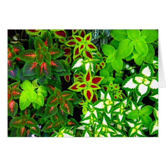 Earth Lover_ (Vorderseite (Horizontal))