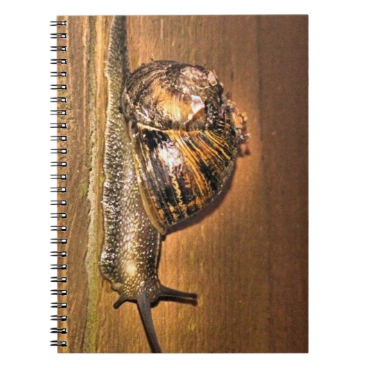 Earthbound Explorer - Macro of Snail on Bark Notizblock (Vorderseite)
