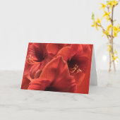 Earthy Ruby Red Amaryllis Closeup Picture Karte (Gelbe Blume)