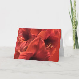 Earthy Ruby Red Amaryllis Closeup Picture Karte