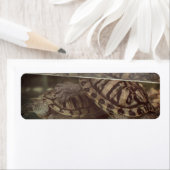 Earthy Turtles Address Label (Insitu)