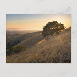 East Bay Hills im Sommer Postkarte