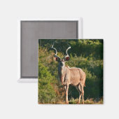 East Cape Kudu Magnet (Vorderseite/Rückseite)