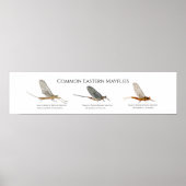 East Coast Mayfly Art Poster (Vorne)