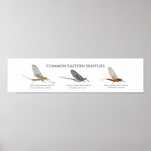 East Coast Mayfly Art Poster (Vorne)