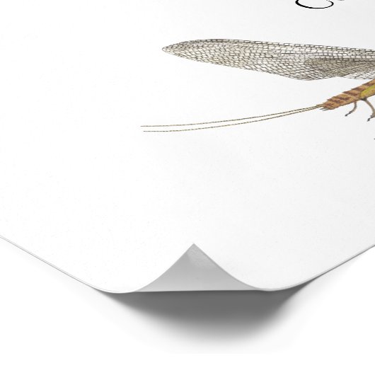 East Coast Mayfly Art Poster (Ecke)