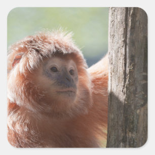 East Javan Langur mit Backlight Glow Quadratischer Aufkleber