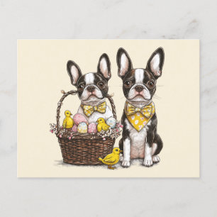 Easter Boston Terrier Dogs Postkarte