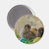 Easter Chicks Magnet (Vorderseite/Rückseite)