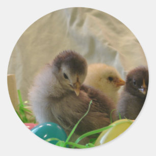 Easter Chicks Runder Aufkleber
