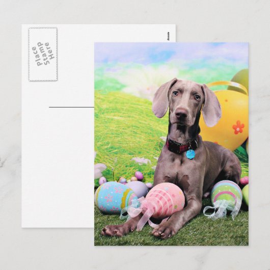 Easter - Weimaraner - Ben Feiertagspostkarte (Vorne/Hinten)