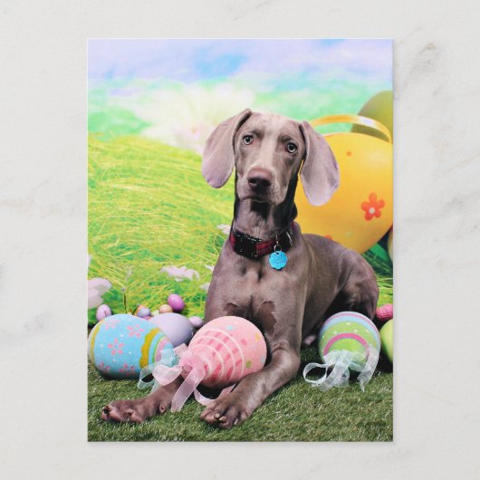 Easter - Weimaraner - Ben Feiertagspostkarte (Vorderseite)