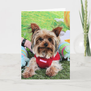 Easter - Yorkshire Terrier - Sassy Feiertagskarte