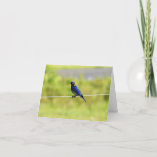 Eastern Bluebird #1 - Blank Note Card Dankeskarte
