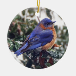 Eastern Bluebird auf Holly Christmas Ornament