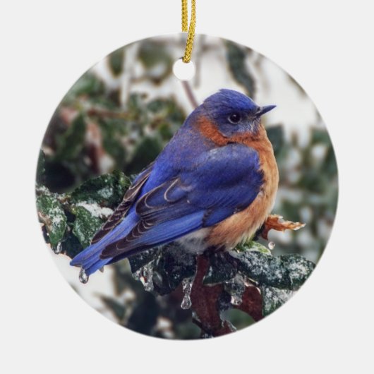 Eastern Bluebird auf Holly Christmas Ornament (Vorne)