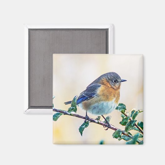 Eastern Bluebird auf Limb Square Magnet (Vorderseite/Rückseite)