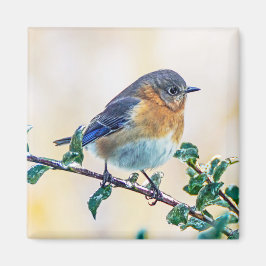 Eastern Bluebird auf Limb Square Magnet