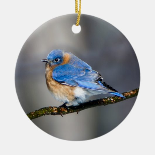 Eastern Bluebird auf Limb Weihnachtsdekoration Keramikornament (Vorne)
