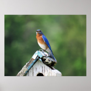 Eastern Bluebird auf Zuhause Poster
