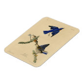 Eastern Bluebird aus Audubons Vögeln von Amerika Magnet (Linke Seite)